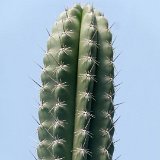 Stenocereus stellatus JL (rare) cutting / bouture énorme florifère  (Only one plant is available per size- Une seule plante est disponible par taille)
